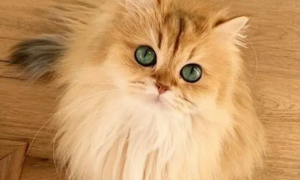 美貌出众的网红猫，绿宝石一样的眼睛太迷人，拥有百万粉丝