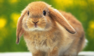 荷兰垂耳兔能长多大？体重大约2～2.5公斤