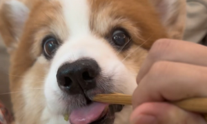 狗能吃黄豆吗