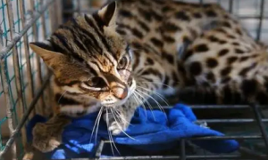 花599买的一只豹猫，主人到家发现不对劲，网友笑道：亏了五百