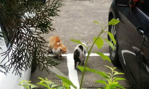 黑白猫闯入橘猫地盘，天天欺负橘猫，幸好橘猫有网友的眷顾