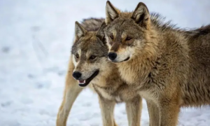 狗和狼能产生后代吗