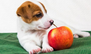 狗能不能吃苹果