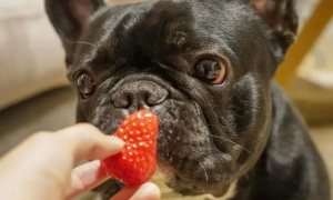 狗能吃草莓吗