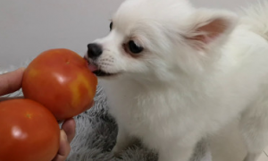 狗能吃番茄吗