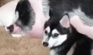网友养了一只哈士奇和一只猪，每次为了叫猪起床，二哈也是拼了