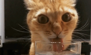 明明有那么多水碗，猫咪为啥偏喝我杯里的？