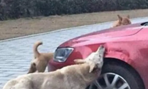 汽车被俩狗啃坏，狗主人只赔一半的维修费，车主将狗主人告上法庭