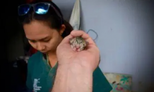 女子本以为捡了只虎斑猫，救援人员一看却惊呼：这只怎么会在这！