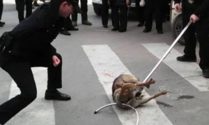 流浪狗太胆大，一条街咬了20多人，最后警察出动才制服流浪狗