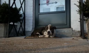 流浪狗为躲避寒冷，蜷缩在居民家前的脚垫上，获救后体检竟还发现它....