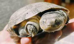 沼泽龟可以深水养吗