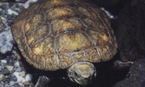 石龟图片可以长得多大?