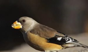 蜡嘴鸟最喜欢吃什么食物