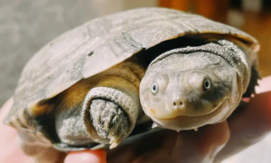 沼泽龟长大很丑