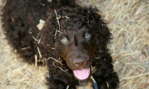 爱尔兰水猎犬的养护常识 毛发护理很重要