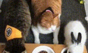 橘猫是意识到自己太胖了？小伙伴吃的欢快，自己却默默待在角落