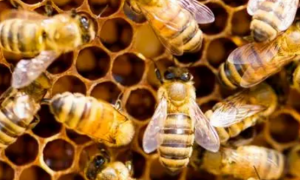 蜜蜂特征及生活习性是什么？本文为你介绍