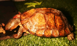 洪都拉斯木纹龟怕冷吗