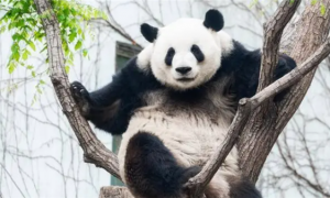 野生大熊猫和圈养大熊猫在生活特性、生存能力