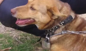狗狗被铁链拴在室外12年，在生命垂危之际终获救，网友看流泪了