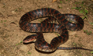赤链蛇：一种没有毒的蛇 营养价值很高有去风湿解毒功效
