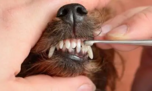 狗有多少颗牙齿？