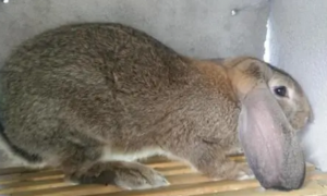 45斤公羊兔