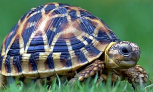 乌龟可以多久不吃东西
