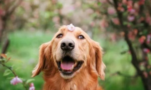 两个月金毛“萌犬养成记”：如何喂养，让爱犬健康又快乐！