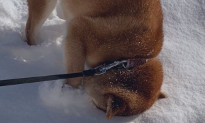出门遛狗，柴犬突然把脸埋进雪里，网友：它一定是南方狗！