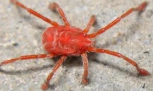 超级小的血红色蜘蛛