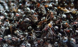 吃黑蚂蚁一年后身体会怎么样