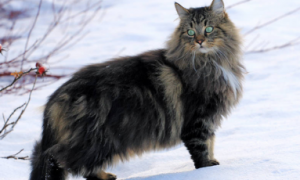 挪威猫是什么样子