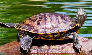 巴西龟需要多少水
