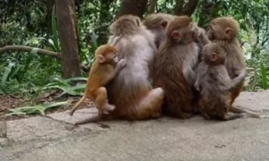 贵州首条人猴分离猴通道