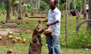 印尼训练毒打猴子