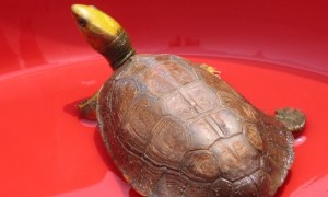 金头亚马逊龟是什么品种