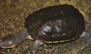 阿根廷蛇颈龟背上有没有凸起