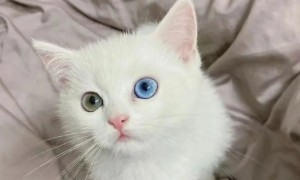 异瞳白猫多少钱一只