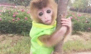 中国可以养袖珍石猴吗