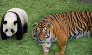 老虎为什么不吃熊猫