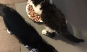 大胃王猫猫为什么干吃不胖