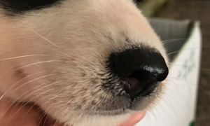 犬瘟初期鼻涕照片