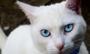 蓝眼睛的猫咪耳朵是聋的吗