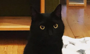 日本黑猫鬼片动漫