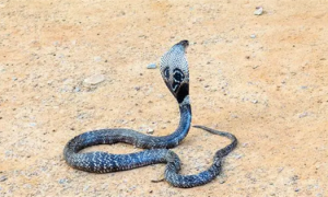 广东南蛇是几级保护动物
