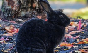 黑兔市场价多少钱一斤