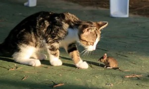 为什么猫吃老鼠不会被感染