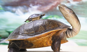 扁头长颈龟是保护动物吗